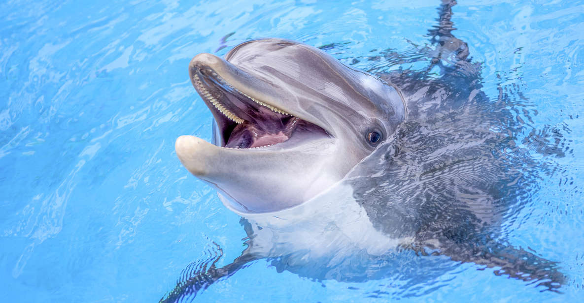 Dubai: Shallow Water Dolphin Encounter at Atlantis